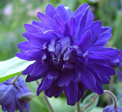 Аквилегия (гибрид МакКаны) - Барлоу Блу