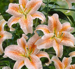 Лилия (восточная) - Салмон Стар