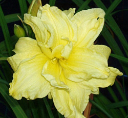 Лилейник (гибридный) - Дабл Ривэ Вай