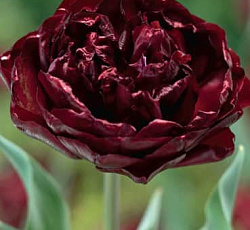 Тюльпан (Махровый поздний) - Анкл Том