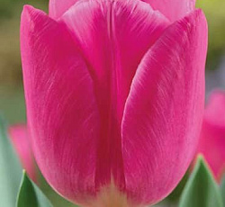 Тюльпан (Триумф) - Марафон Чемпион