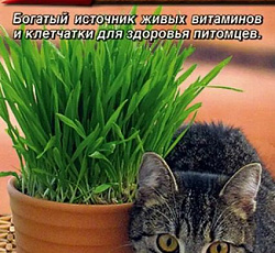 Трава для кошек