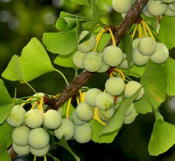 Гинкго двулопастный Реликт