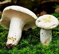 Груздь настоящий Белый