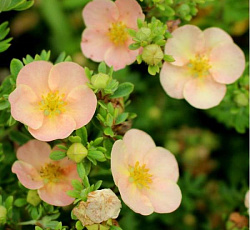 Лапчатка (кустарниковая) - Дейдаун