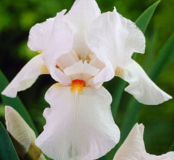 Ирис (бородатый) - Бьянка