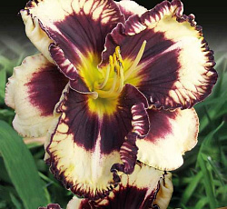 Лилейник (гибридный) - Мусака (Люкс)