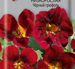 Настурция низкорослая Черный трюфель
