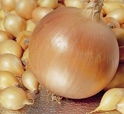 Лук-севок Геркулес F1 (Россия)