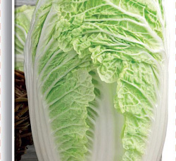 Капуста пекинская Нежность F1