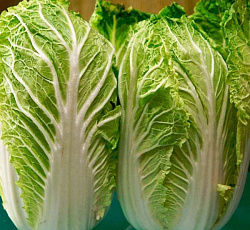 Капуста пекинская Нагаока 50 дней