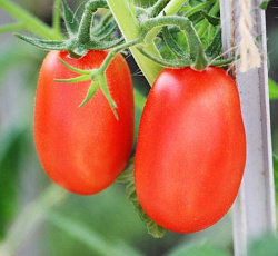 Томат Челнок