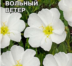 Энотера Вольный Ветер