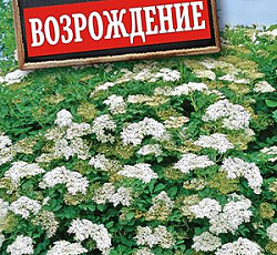 Бузина черная Возрождение