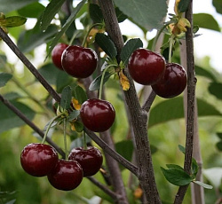 Вишня - Быстринка