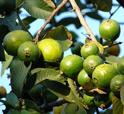 Гуайава Тропикана