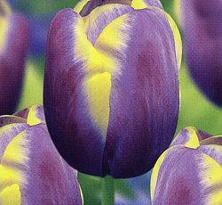 Тюльпан (Триумф) - Арабиан Бьюти