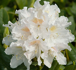Рододендрон (гибридный) - Канингемс Вайт