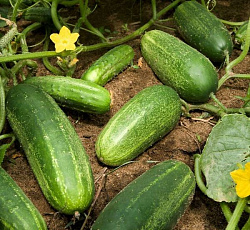 Огурец Нежинский 12