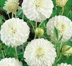 Георгина (помпонная) - Петрас Веддинг