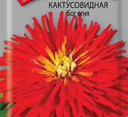 Цинния кактусовидная Бог огня