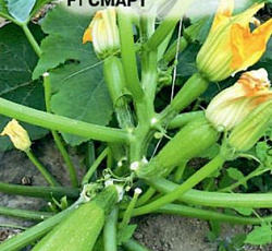 Кабачок Смарт F1 (цуккини)