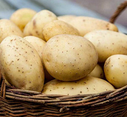 Картофель Велина