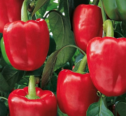 Перец сладкий Стенли F1