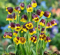 Рябчик - Михайловского