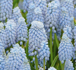 Мускари - Армянский Валери Финнис