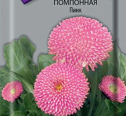 Маргаритка помпонная Пинк