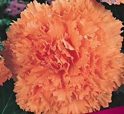 Бегония (бахромчатая) - Ориндж