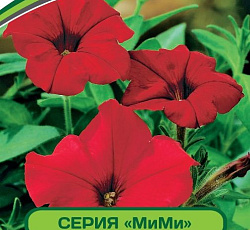 Петуния МиМи Долли F1 многоцветковая каскадная