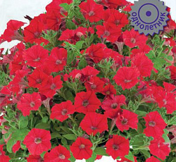 Петуния гибридная Пендолино Скарлет