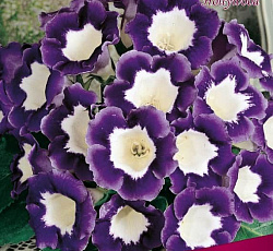 Глоксиния - Голливуд