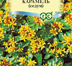 Очиток камчатский Карамель (седум)