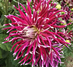 Георгина (кактусовая) - Холлихилл Спайдервуман