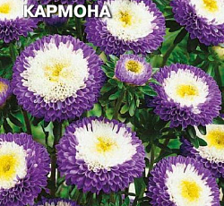 Астра Кармона (помпонная)