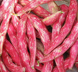 Фасоль овощная Турчанка (спаржевая)