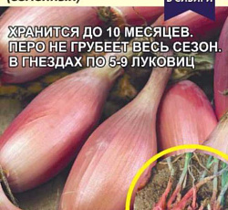 Лук шалот Шарлотта