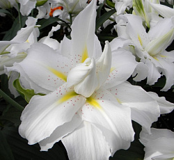 Лилия (восточная махровая) - Близзард