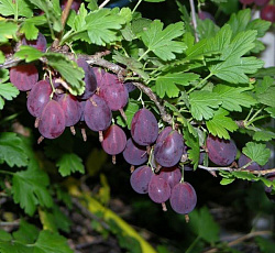 Крыжовник - Грушенька