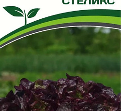 Салат дуболистный Стеликс (листовой)