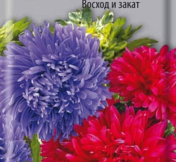 Астра Аполлония Восход и закат