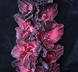 Гладиолус (Российская селекция) - Ром и Кола