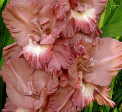 Гладиолус (Российская селекция) - Шоколадница