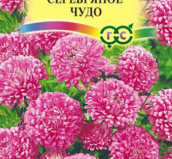 Астра карликовая Серебряное чудо