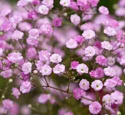 Гипсофила (метельчатая) - Фламинго