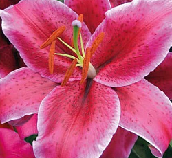 Лилия (восточная) - Рио Негро