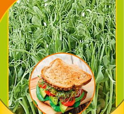 Микрозелень Горох микс